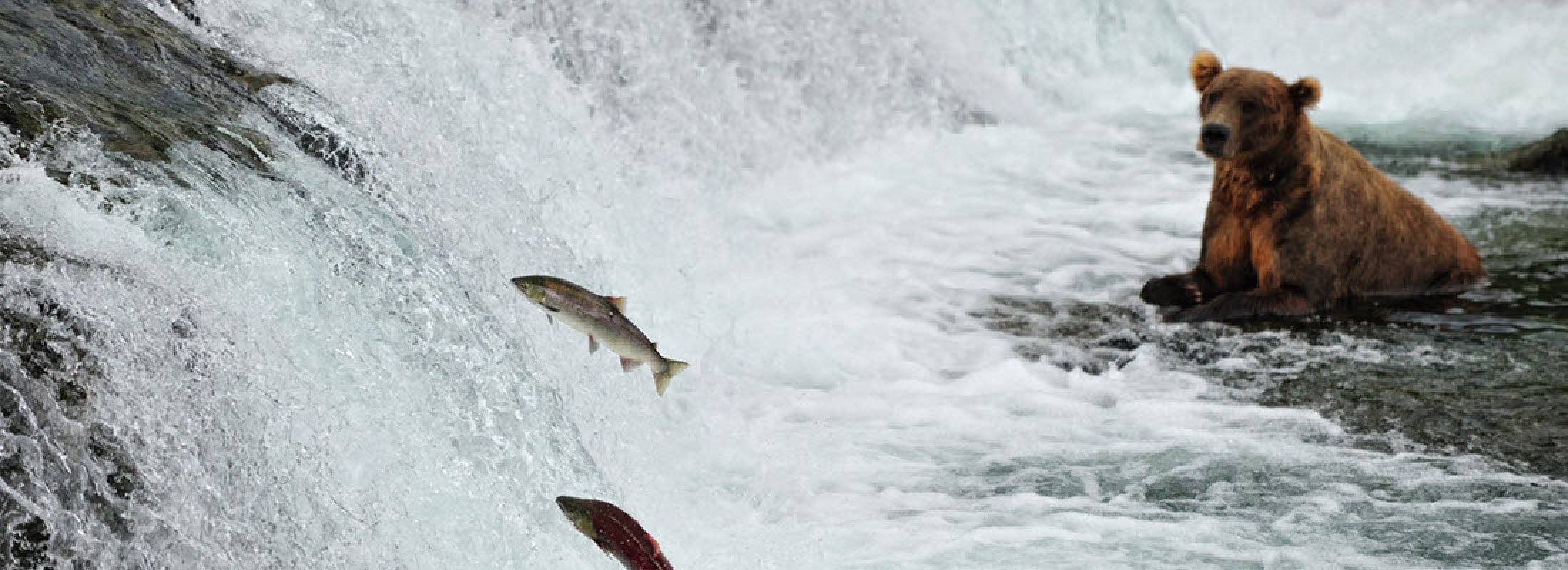 the-importance-of-the-salmon-run-in-alaska